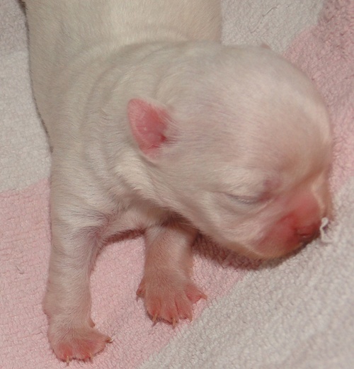 de la Lumière de Sigiria - Chihuahua - Portée née le 25/10/2011