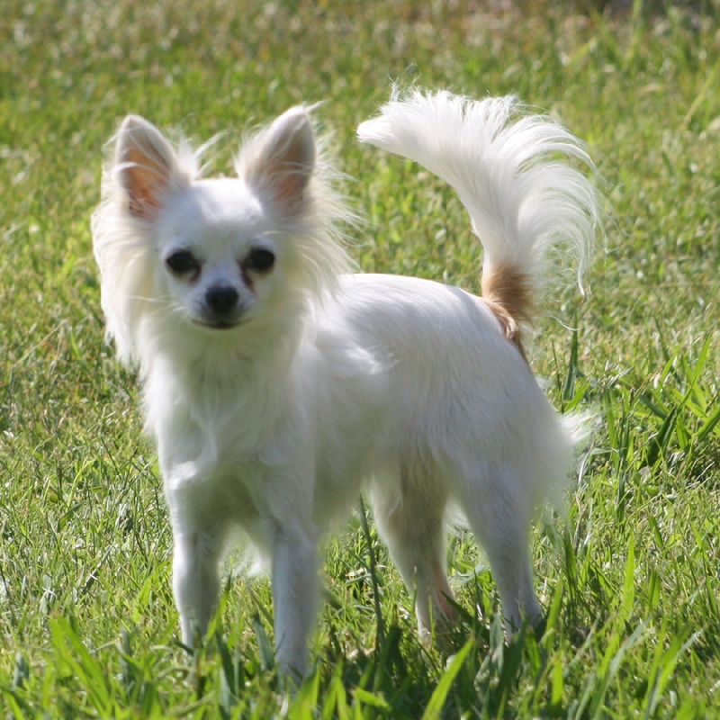 Cozette de la Lumière de Sigiria