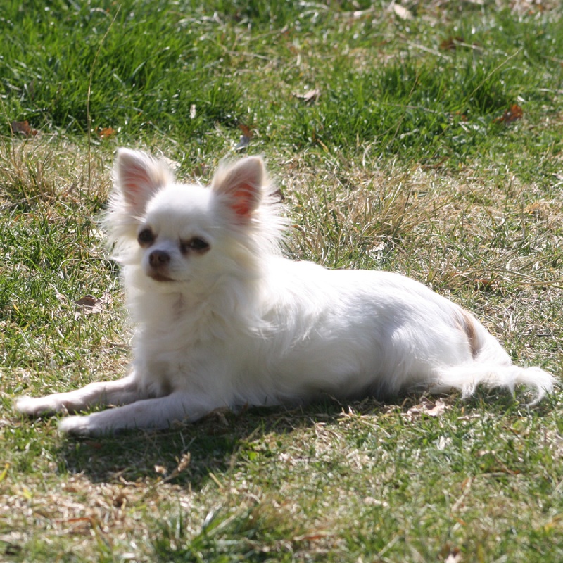 Ukraine De l'hacienda bigourdane