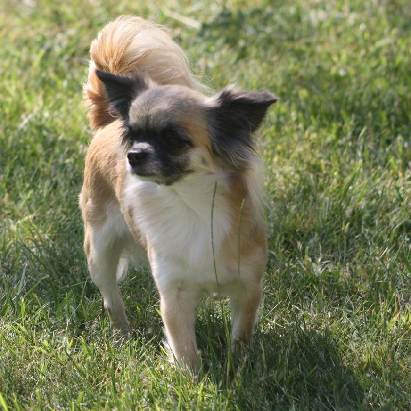 Amarena De l'hacienda bigourdane