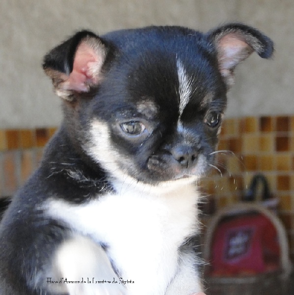 Chiot Chihuahua de la Lumière de Sigiria