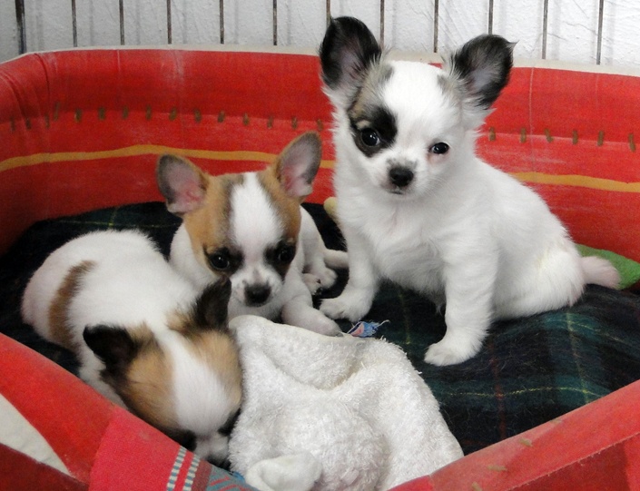 de la Lumière de Sigiria - Chihuahua - Portée née le 09/09/2012